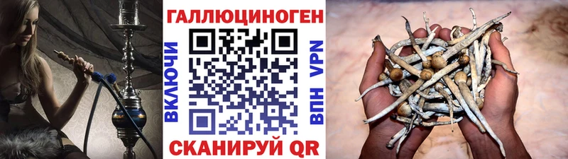 Купить где  Ковылкино  Псилоцибиновые грибы GOLDEN TEACHER 
